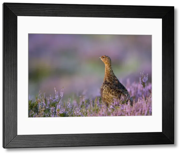 Framed Print : Red Grouse In Pink and purple heather. North Yorkshire. UK Framed Print : Red Grouse In Pink and purple heather. North Yorkshire. UK