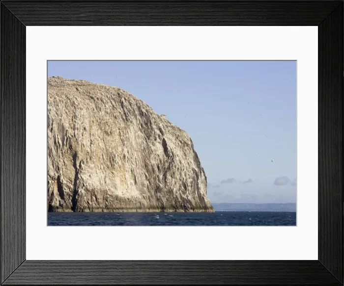 Framed Print : Bass Rock & Gannets In flight around the Bass Rock Scotland