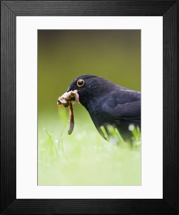 Framed Print : Blackbird Male collecting earthworms on garden lawn in rain. Cleveland, England. UK Framed Print : Blackbird Male collecting earthworms on garden lawn in rain. Cleveland, England. UK