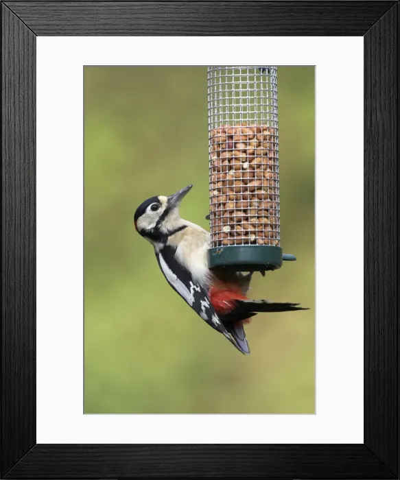 Framed Print : Great Spotted Woodpecker. Feeding on peanut feeder. Cleveland, England, UK Framed Print : Great Spotted Woodpecker. Feeding on peanut feeder. Cleveland, England, UK