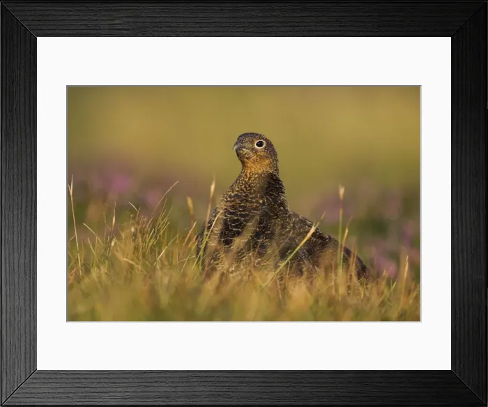Framed Print : Red Grouse Female heather moor. North Yorkshire. England, UK Framed Print : Red Grouse Female heather moor. North Yorkshire. England, UK