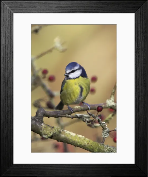 Framed Print : Blue Tit Perched in hawthorn. Cleveland, England, UK Framed Print : Blue Tit Perched in hawthorn. Cleveland, England, UK