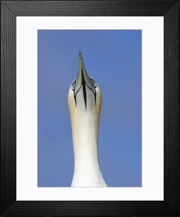 Framed Print : Northern Gannet Sky pointing Bass Rock, Scotland Framed Print : Northern Gannet Sky pointing Bass Rock, Scotland