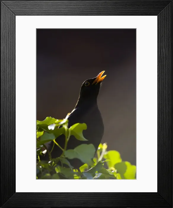 Framed Print : Blackbird Male, back-lit singing from fencepost. Cleveland, England, UK Framed Print : Blackbird Male, back-lit singing from fencepost. Cleveland, England, UK