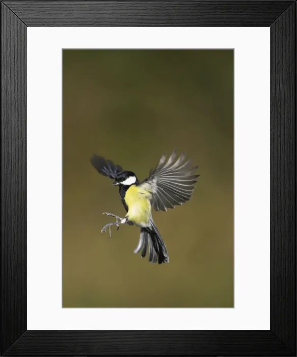 Framed Print : Great Tit. Male in-flight about to alight on a bird feeder. Cleveland, England, UK Framed Print : Great Tit. Male in-flight about to alight on a bird feeder. Cleveland, England, UK