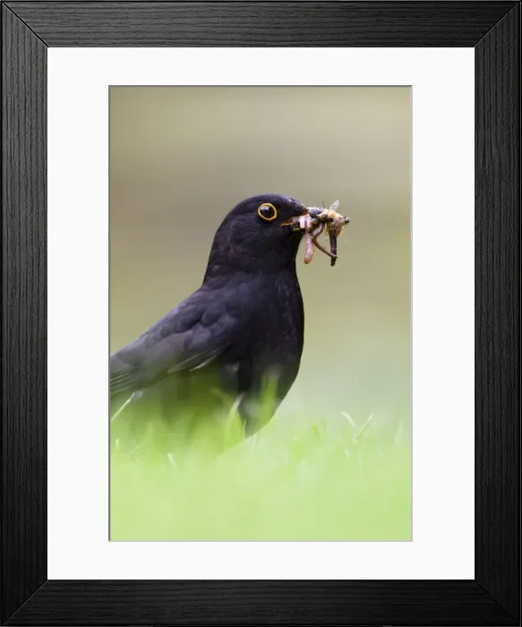 Framed Print : Blackbird Male collecting earthworms on garden lawn in rain. Cleveland, England. UK Framed Print : Blackbird Male collecting earthworms on garden lawn in rain. Cleveland, England. UK