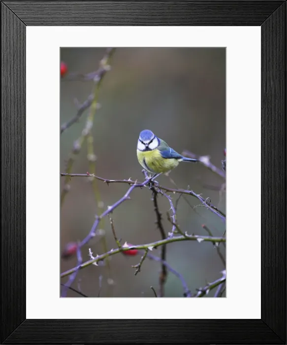 Framed Print : Blue Tit. Cleveland, England, UK Framed Print : Blue Tit. Cleveland, England, UK