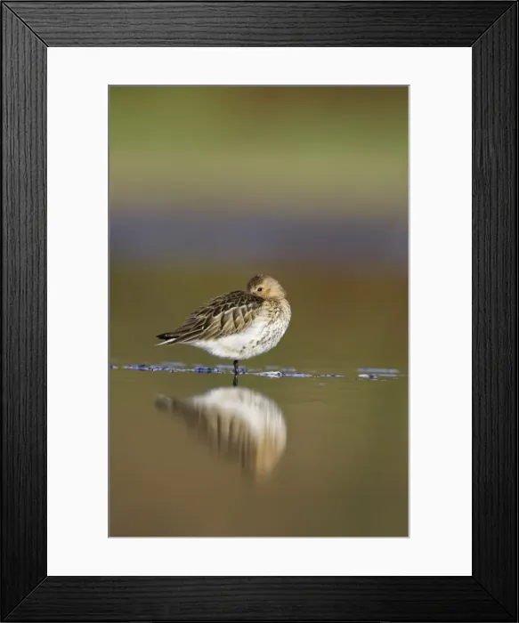 Framed Print : Dunlin Roosting in shallow water. Cleveland, UK Framed Print : Dunlin Roosting in shallow water. Cleveland, UK