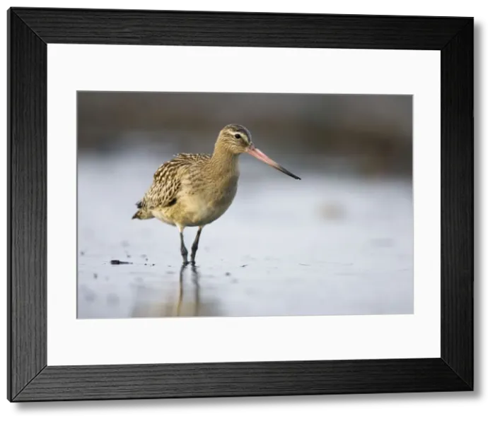 Framed Print : Bar-Tailed Godwit In winter South Gare, Cleveland, England, UK