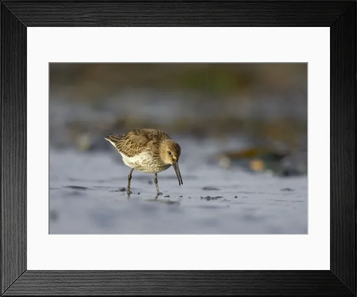 Framed Print : Dunlin Feeding at shoreline in winter. South Gare, Cleveland, UK Framed Print : Dunlin Feeding at shoreline in winter. South Gare, Cleveland, UK