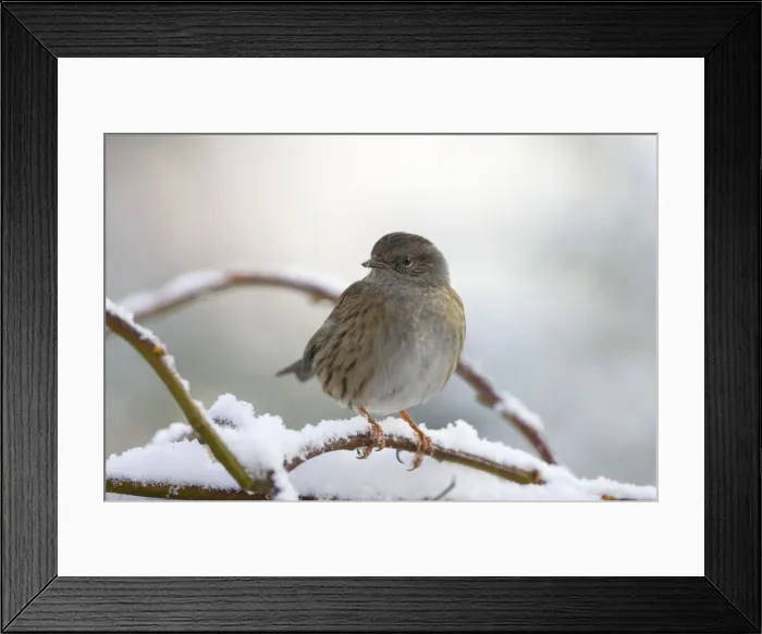 Framed Print : Dunnock In frost and snow. Cleveland, UK Framed Print : Dunnock In frost and snow. Cleveland, UK