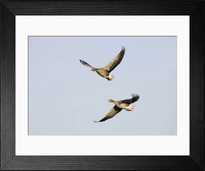 Framed Print : Grey Lag Geese. Two birds in-flight Cleveland, UK