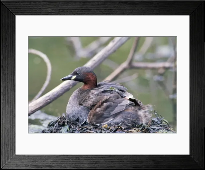 Framed Print : Little Grebe - on nest with chick Framed Print : Little Grebe - on nest with chick