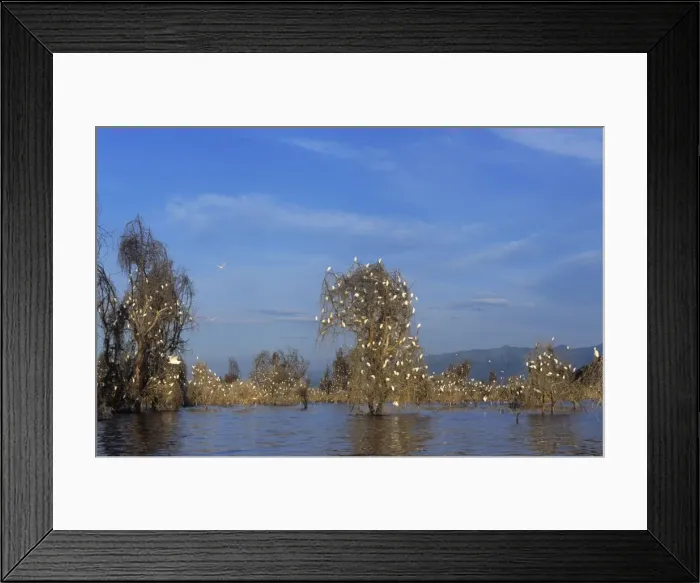 Framed Print : Cattle Egret - nestting in drowned Acacia Trees. Lake Manyara Framed Print : Cattle Egret - nestting in drowned Acacia Trees. Lake Manyara
