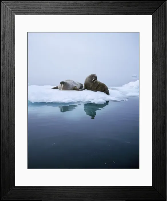 Framed Print : Walrus. RS-144. WALRUS. Odobenus rosmarus Framed Print : Walrus. RS-144. WALRUS. Odobenus rosmarus