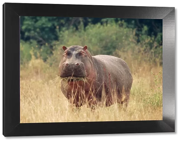 Hippopotamus - grazing, showing scars of recent conflict due to living in close proximity