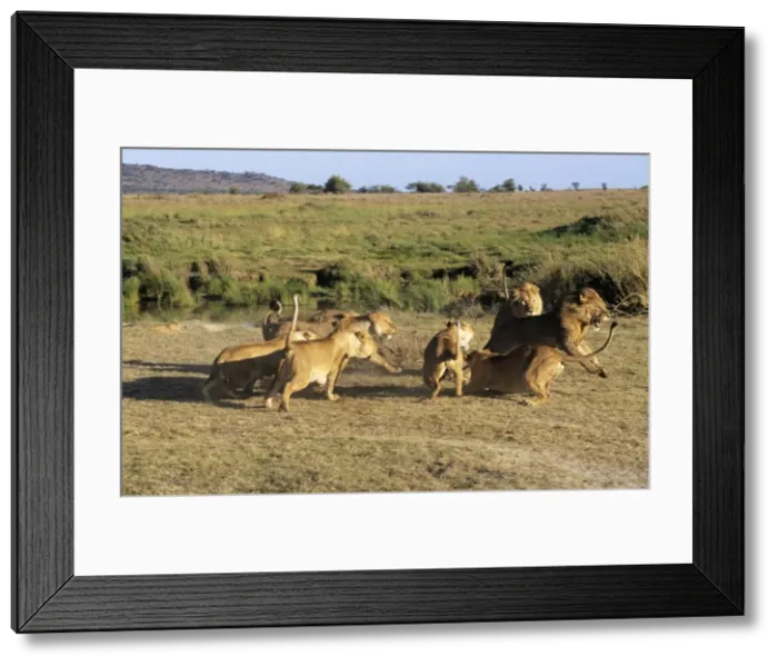 Framed Print : Lion - lionesses attacking male, a potential threat to their cubs Framed Print : Lion - lionesses attacking male, a potential threat to their cubs