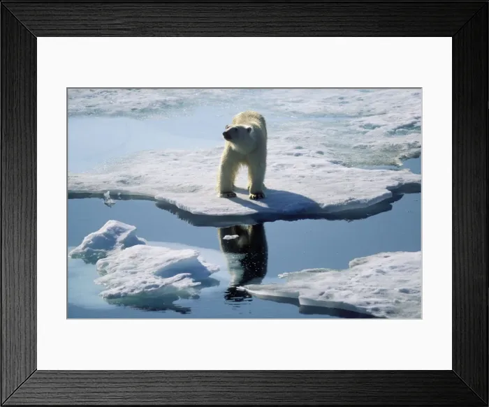 Framed Print : Polar Bear Standing at edge of ice flow / sea ice, Arctic Framed Print : Polar Bear Standing at edge of ice flow / sea ice, Arctic