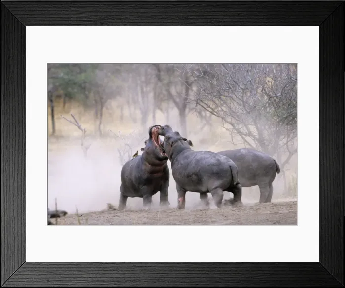 Framed Print : Hippopotamus - Juvenile males play-fighting. Serengeti National Park, Tanzania, Africa Framed Print : Hippopotamus - Juvenile males play-fighting. Serengeti National Park, Tanzania, Africa