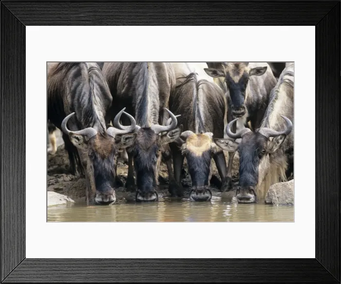 Framed Print : Wildebeest - drinking Grumeti River, Serengeti National Park, Tanzania, Africa Framed Print : Wildebeest - drinking Grumeti River, Serengeti National Park, Tanzania, Africa