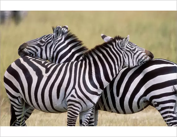 Zebra 2 resting on each other showing friendliness, behaviour