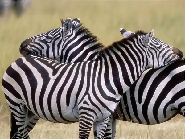 Zebra 2 resting on each other showing friendliness, behaviour
