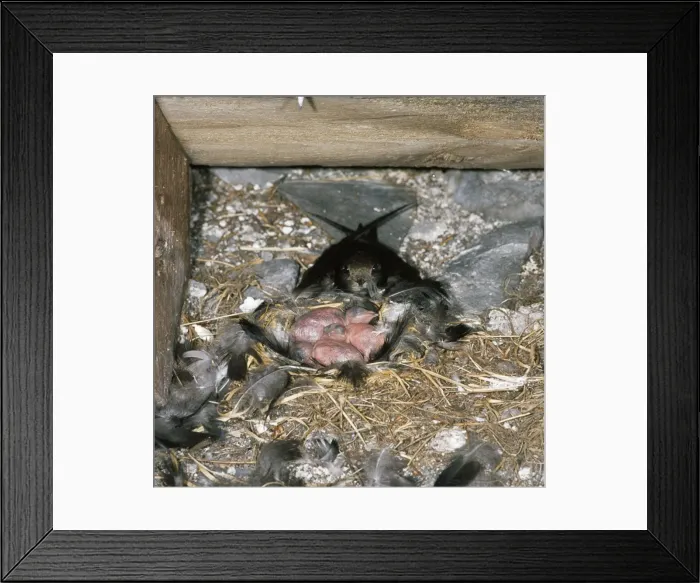 Framed Print : Swift - at nest with young Framed Print : Swift - at nest with young