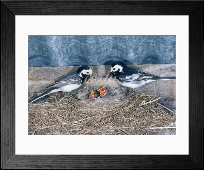 Framed Print : Pied Wagtail - male & female feeding chicks Framed Print : Pied Wagtail - male & female feeding chicks