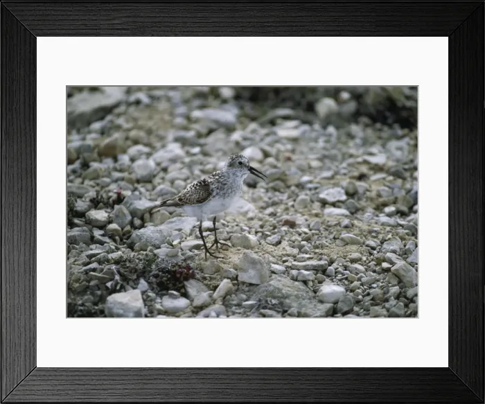Framed Print : Baird's Sandpiper Victoria Island, Canada Framed Print : Baird's Sandpiper Victoria Island, Canada