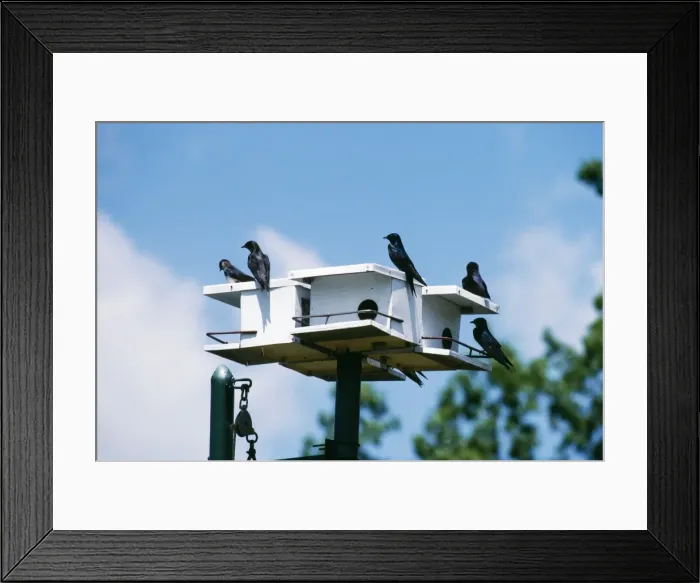 Framed Print : Purple Martins Michigan, USA Framed Print : Purple Martins Michigan, USA