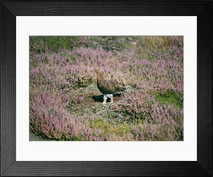 Framed Print : Red Grouse - in ling North Yorkshire Moors, UK Framed Print : Red Grouse - in ling North Yorkshire Moors, UK