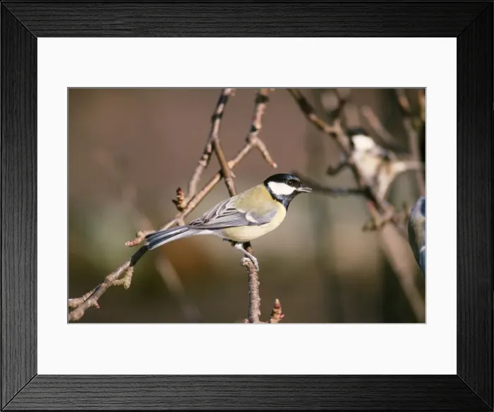 Framed Print : Great Tit UK Framed Print : Great Tit UK