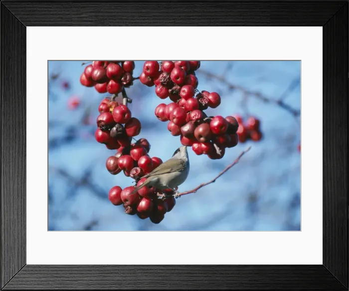 Framed Print : Blackcap In winter, Somerset, UK