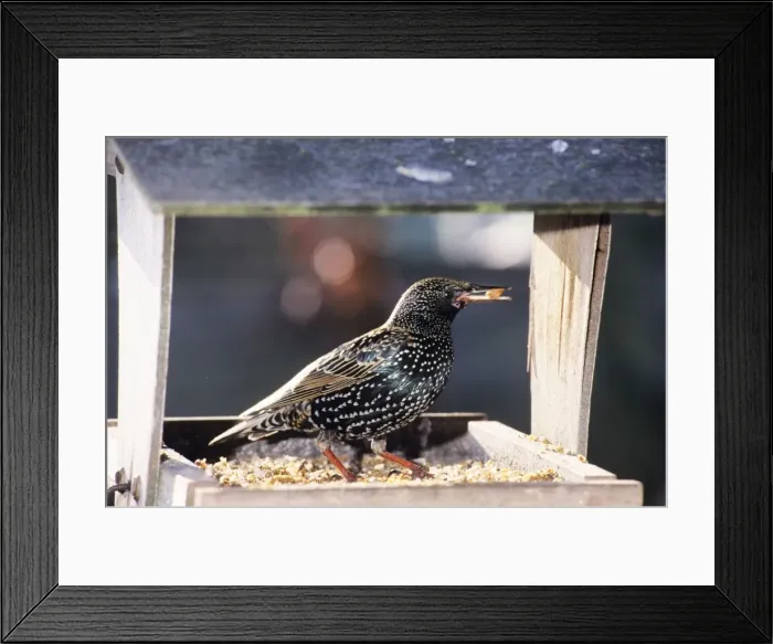 Framed Print : Starling - at bird table Framed Print : Starling - at bird table