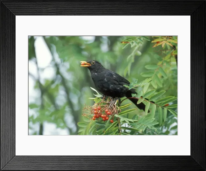Framed Print : Blackbird Feeding on Rowan berries Framed Print : Blackbird Feeding on Rowan berries
