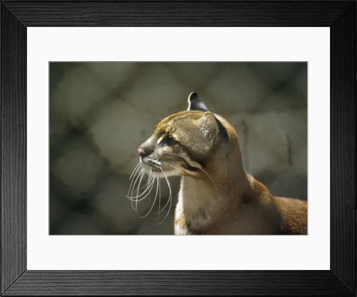 Framed Print : Temminck's Golden Cat Framed Print : Temminck's Golden Cat