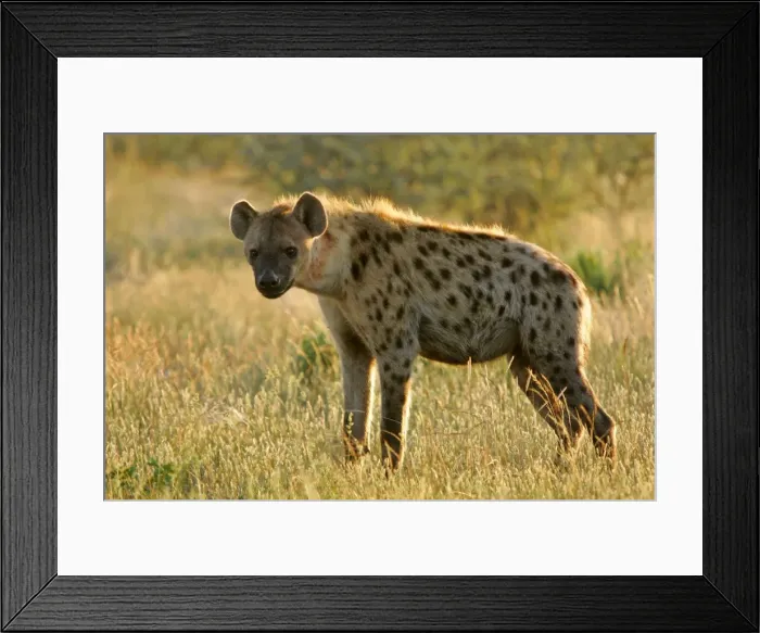 Framed Print : Spotted Hyena standing in grass savanna in backlight Etosha National Park, Namibia, Africa Framed Print : Spotted Hyena standing in grass savanna in backlight Etosha National Park, Namibia, Africa