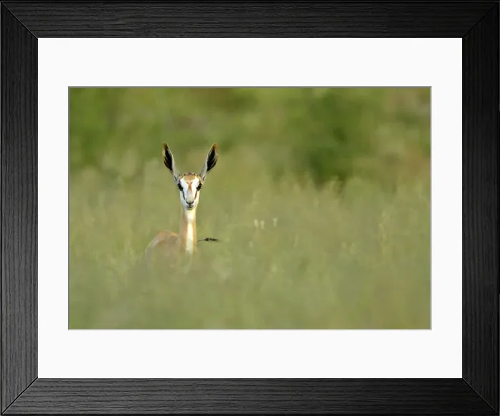 Framed Print : Springbuck front view of single individual standing in high grass Namibia, Africa Framed Print : Springbuck front view of single individual standing in high grass Namibia, Africa