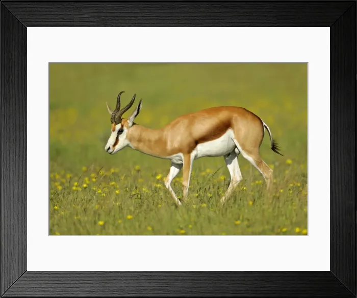 Framed Print : Springbuck male individual wanders through flowering savanna Etosha National Park, Namibia, Africa Framed Print : Springbuck male individual wanders through flowering savanna Etosha National Park, Namibia, Africa