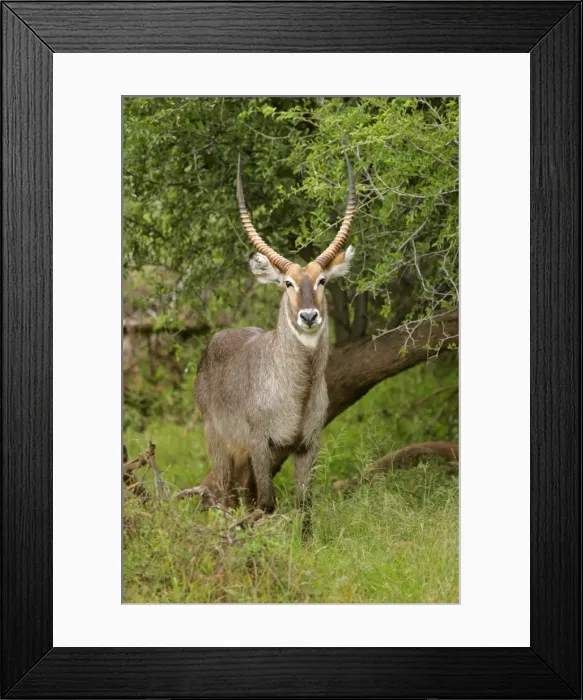 Framed Print : Waterbuck male individual standing in acacia grove Kruger National Park, South Africa Framed Print : Waterbuck male individual standing in acacia grove Kruger National Park, South Africa