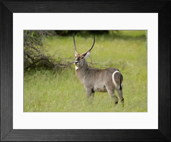 Framed Print : Waterbuck male individual in grass savanna Kruger National Park, South Africa Framed Print : Waterbuck male individual in grass savanna Kruger National Park, South Africa