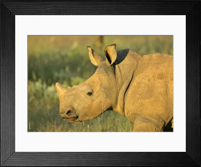 Framed Print : White Rhinoceros portrait of a young Namibia, Africa Framed Print : White Rhinoceros portrait of a young Namibia, Africa
