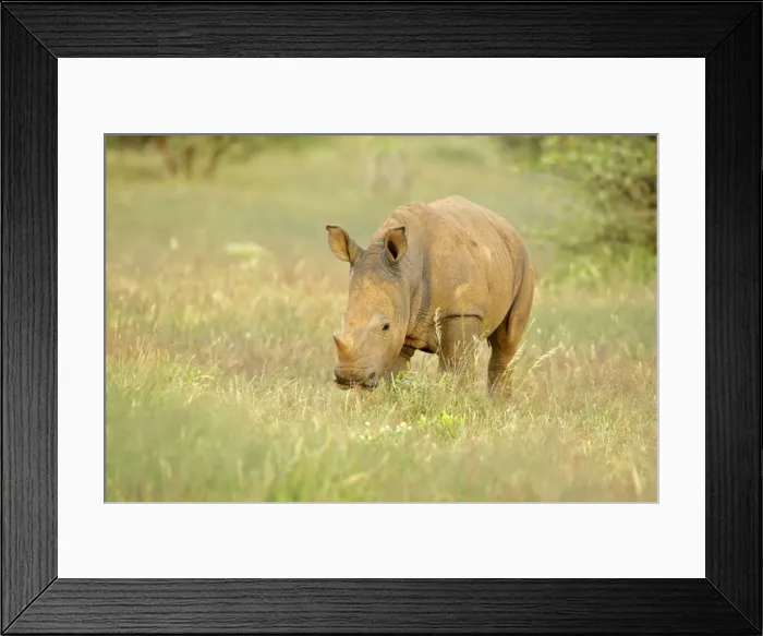 Framed Print : White Rhinoceros young one feeding in grass savanna Namibia, Africa Framed Print : White Rhinoceros young one feeding in grass savanna Namibia, Africa