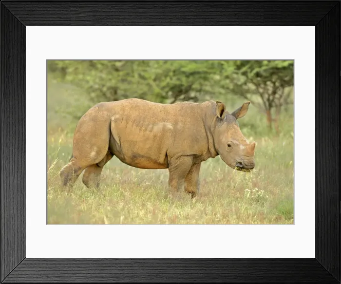 Framed Print : White Rhinoceros young one grazing in grass savanna Namibia, Africa Framed Print : White Rhinoceros young one grazing in grass savanna Namibia, Africa