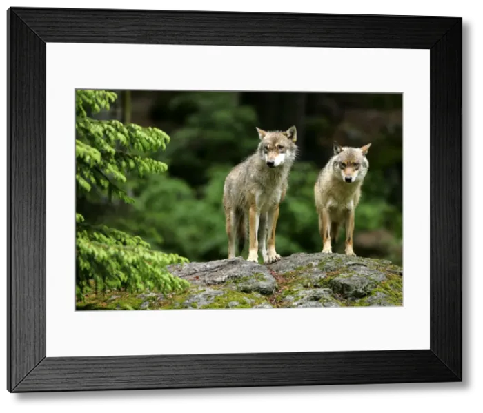 Framed Print : Wolf two wolves standing on rock in forest Bavaria, Germany Framed Print : Wolf two wolves standing on rock in forest Bavaria, Germany