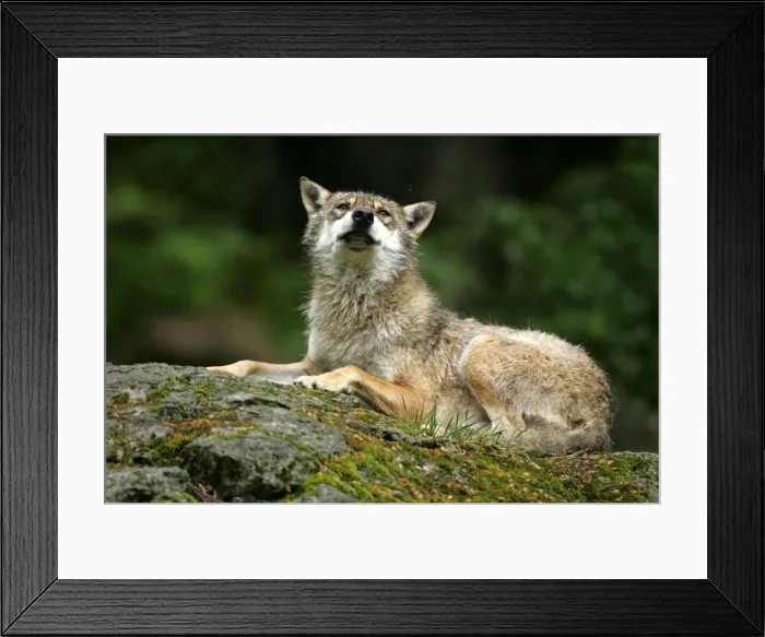 Framed Print : Wolf resting on rock Bavaria, Germany