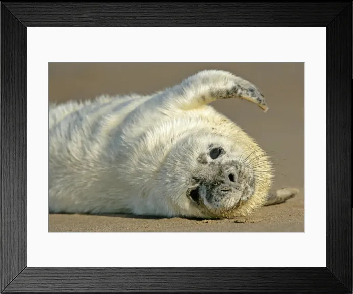 Framed Print : Grey Seal portrait of pup stretching it's fin Donna Nook, Lincolnshire Coast, England, UK Framed Print : Grey Seal portrait of pup stretching it's fin Donna Nook, Lincolnshire Coast, England, UK