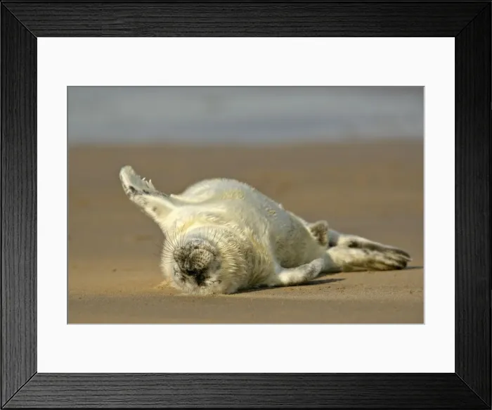 Framed Print : Grey Seal sleeping pup on sand bank lying on it's back Donna Nook, Lincolnshire Coast, England, UK Framed Print : Grey Seal sleeping pup on sand bank lying on it's back Donna Nook, Lincolnshire Coast, England, UK