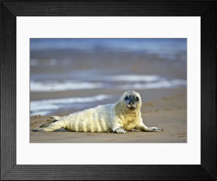 Framed Print : Grey Seal curious pup on sand bank Donna Nook, Lincolnshire coast, England, UK Framed Print : Grey Seal curious pup on sand bank Donna Nook, Lincolnshire coast, England, UK