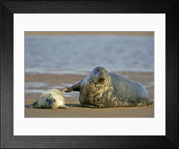 Framed Print : Grey Seal mother touching newborn pup in affection Donna Nook, Lincolnshire Coast, England, UK Framed Print : Grey Seal mother touching newborn pup in affection Donna Nook, Lincolnshire Coast, England, UK